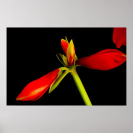 Rote Amaryllis in Schwarz Poster