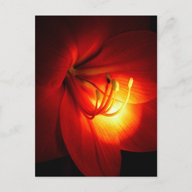 Rote Amaryllis Postkarten (Vorderseite)