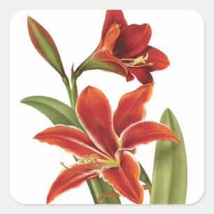 Rote Amaryllis-WeihnachtsBlumen-Vintages Quadratischer Aufkleber