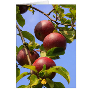 Rote Äpfel