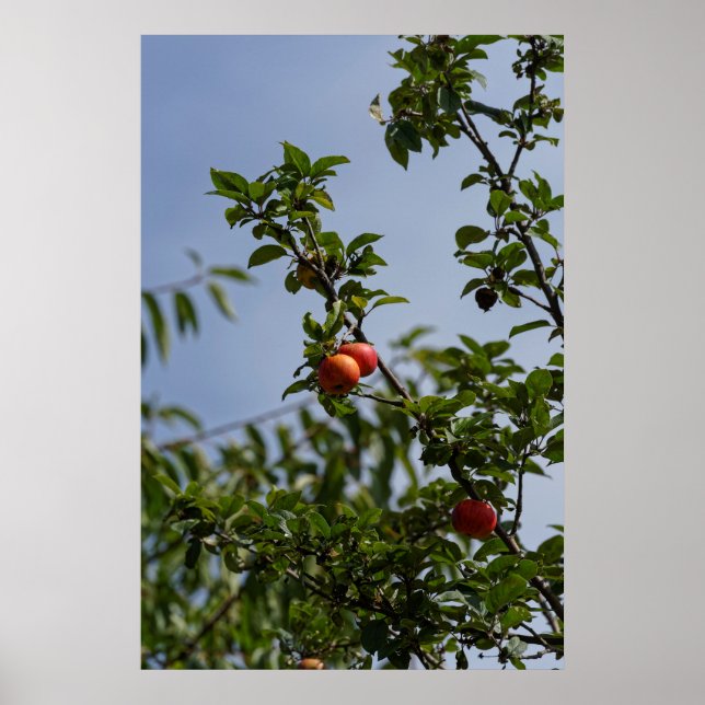 rote Äpfel paar an einem Ast Poster (Vorne)