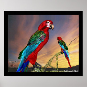 ROTE ARAS / HYPER-PAPAGEIEN POSTER