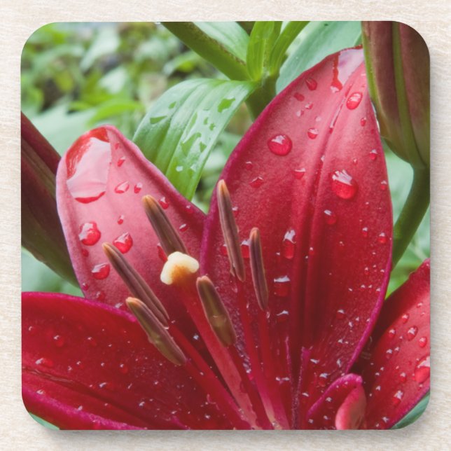 Rote Asiatische Lilie mit Buds Untersetzer (Vorderseite)