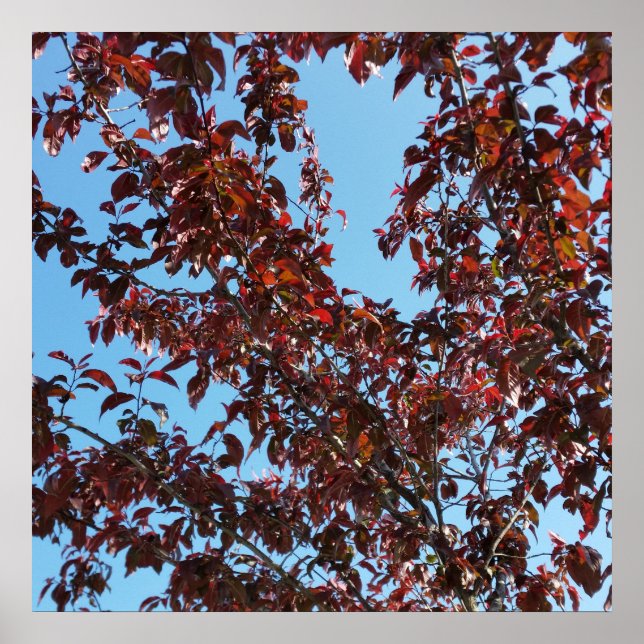 rote Äste unter blauem Himmel Poster (Vorne)