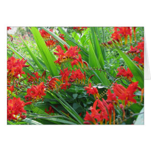 rote Aufnahme