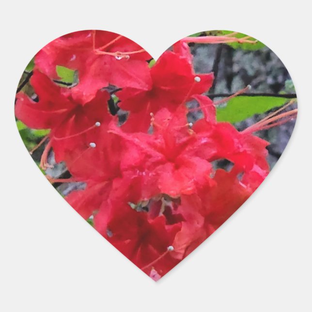 Rote Azalea Blume Herz-Aufkleber (Vorderseite)
