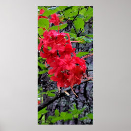 Rote Azalea Blume Poster