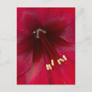Rote Azalee Nahaufnahme Postkarte