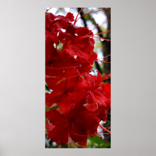 Rote Azaleenblüten Poster
