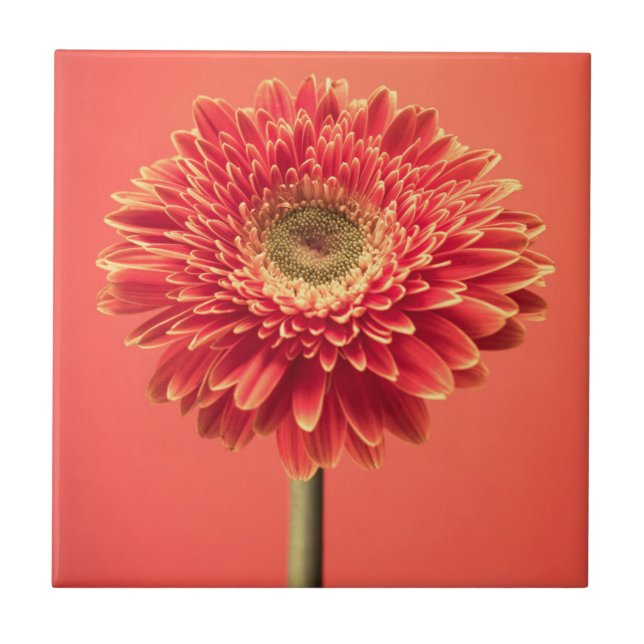 Rote Barberton Gerbera-Gänseblümchen-Blume Fliese (Vorderseite)