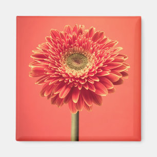 Rote Barberton Gerbera-Gänseblümchen-Blume Magnet