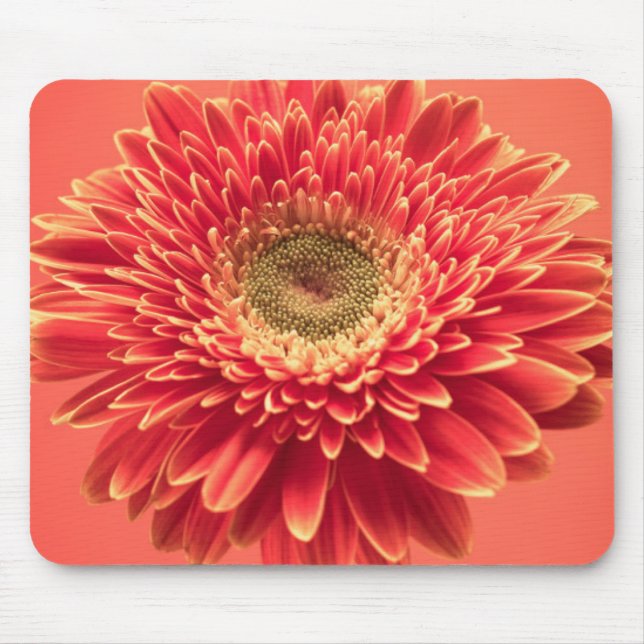 Rote Barberton Gerbera-Gänseblümchen-Blume Mousepad (Vorne)