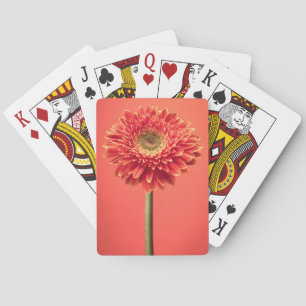 Rote Barberton Gerbera-Gänseblümchen-Blume Spielkarten