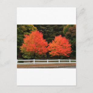 Rote Bäume Postkarte