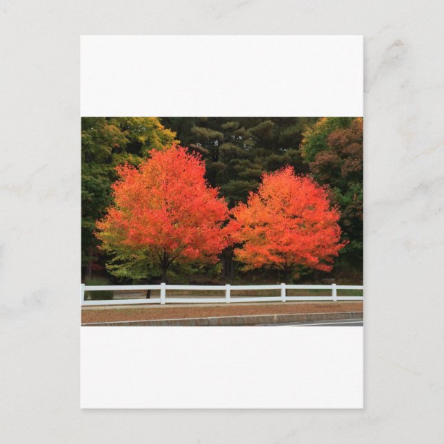 Rote Bäume Postkarte (Vorderseite)
