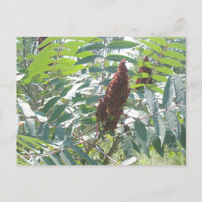 Rote Beeren der glatten Sumac Postkarte (Vorderseite)