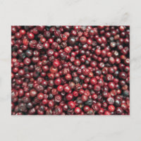Rote Beeren des Himalaya