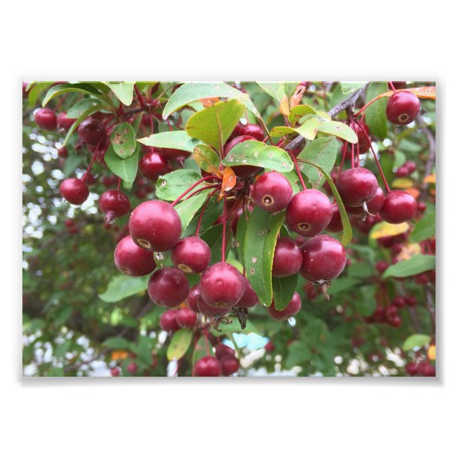 rote Beeren Fotodruck (Vorne)