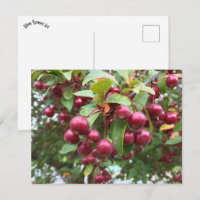 rote Beeren