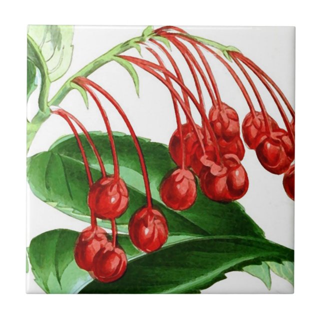 Rote Beeren, Vintag Fliese (Vorderseite)