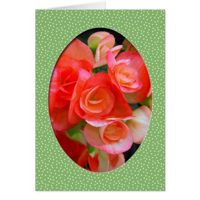 Rote Begonia-Blume (Vorne)