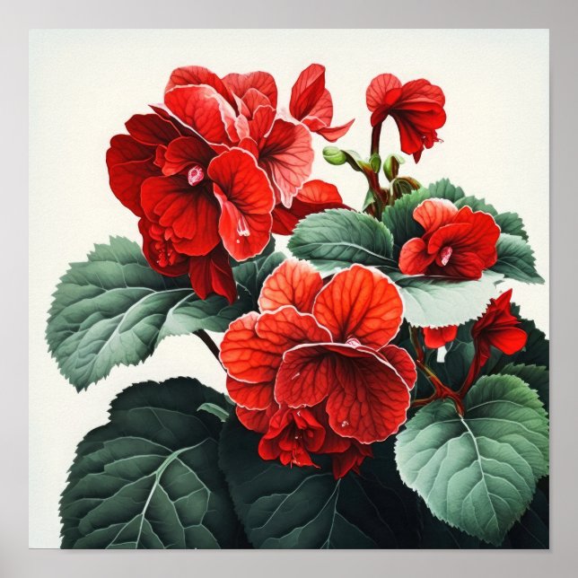 Rote Begonias Blume Art Print Poster (Vorne)