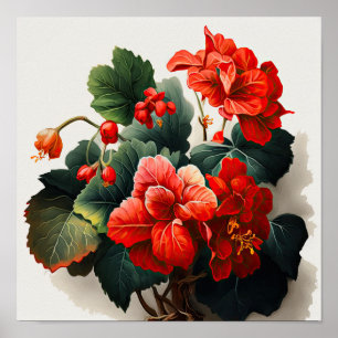 Rote Begonias Blume Art Print Poster