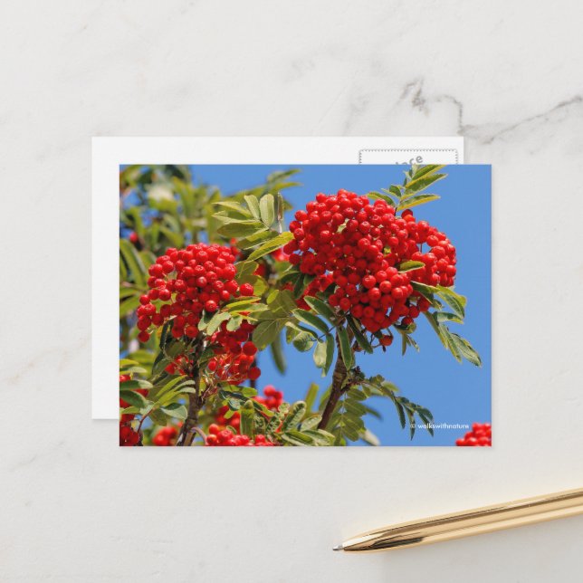 Rote Bergesche Ebereschenbeeren Postkarte (Vorderseite/Rückseite Beispiel)