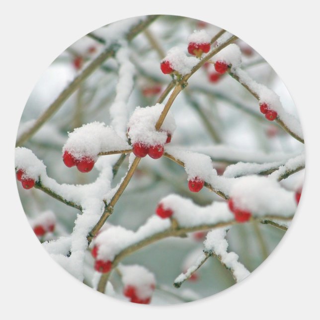 Rote Berries im Schnee Runder Aufkleber (Vorderseite)