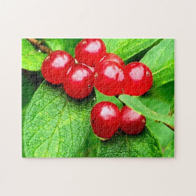 Rote Berries mit Raindrops Natur (Horizontal)