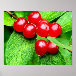 Rote Berries mit Raindrops Natur Poster