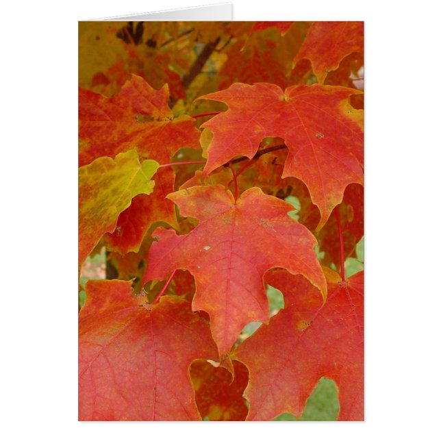 Rote Blätter (Vorne)