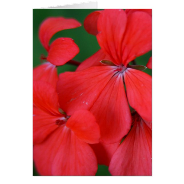 Rote Blätter (Vorne)