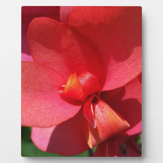 Rote Blätter Fotoplatte (Vorderseite)