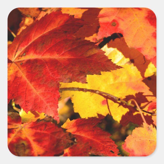 Rote Blätter Gelbe Blätter Goldene Herbstblätter Quadratischer Aufkleber (Vorderseite)