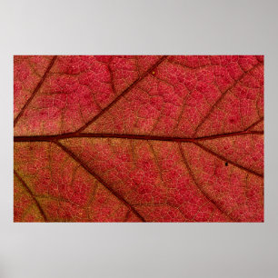 Rote Blätter in naher Fotografie Poster