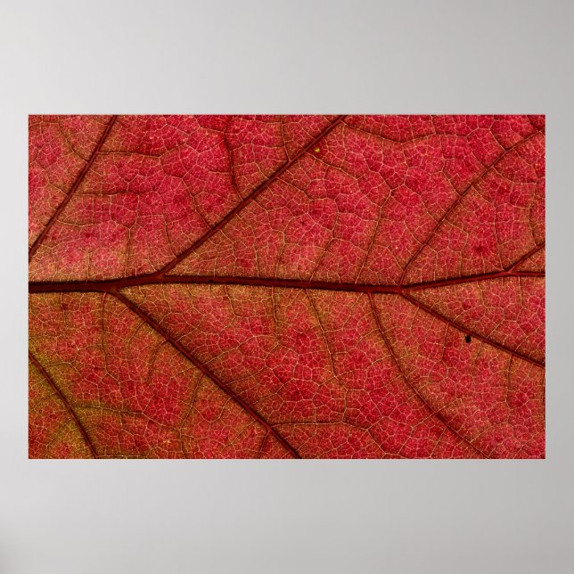 Rote Blätter in naher Fotografie Poster (Vorne)