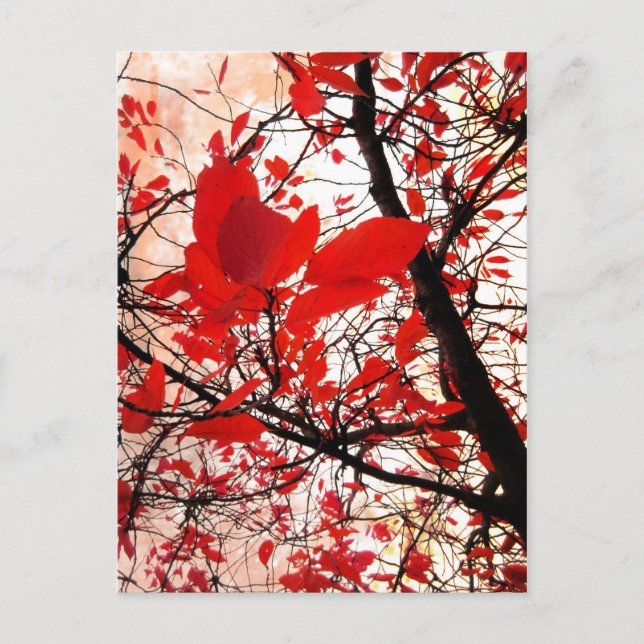 Rote Blätter - Postkarte (Vorderseite)