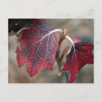 Rote Blätter