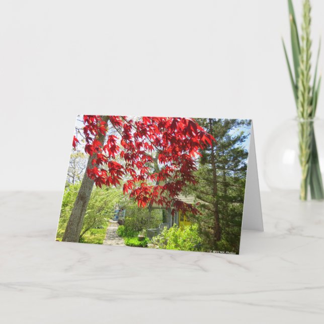 Rote Blätter und Walkway - Martha's Vineyard Karte (Vorderseite)