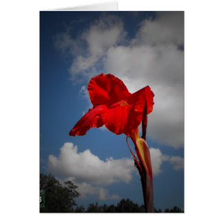 Rote Blume
