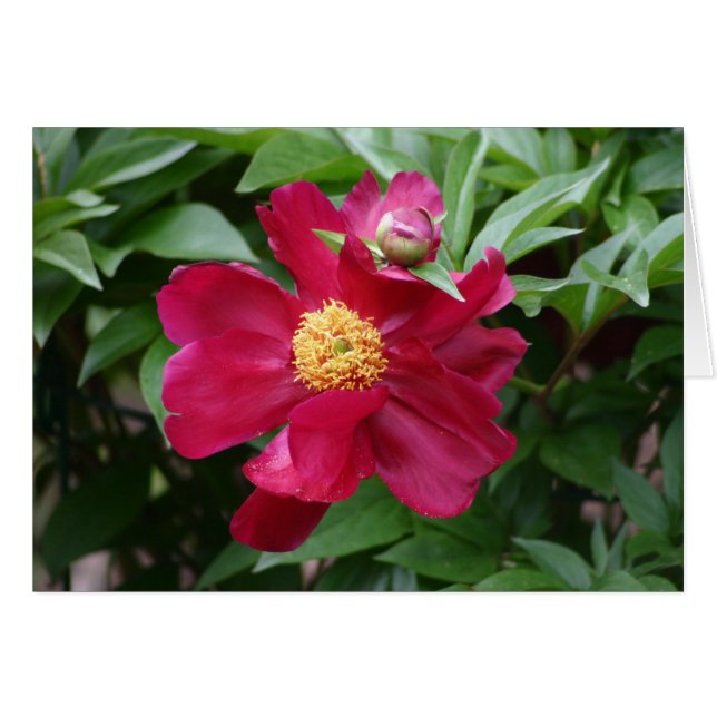 Rote Blume (Vorderseite (Horizontal))