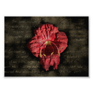 Rote Blume auf Grunge-Text Fotodruck