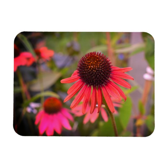 Rote Blume bei RHS Wisley Magnet (Horizontal)