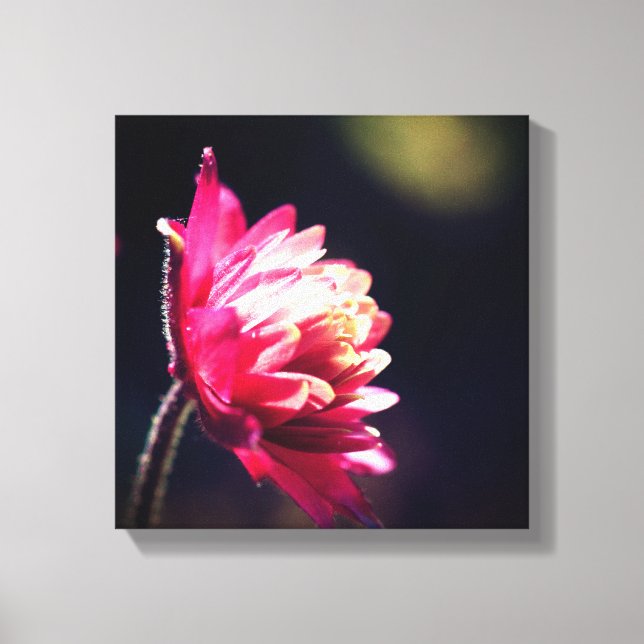 Rote Blume bei Sonnenlicht Nah Leinwanddruck (Vorderseite)