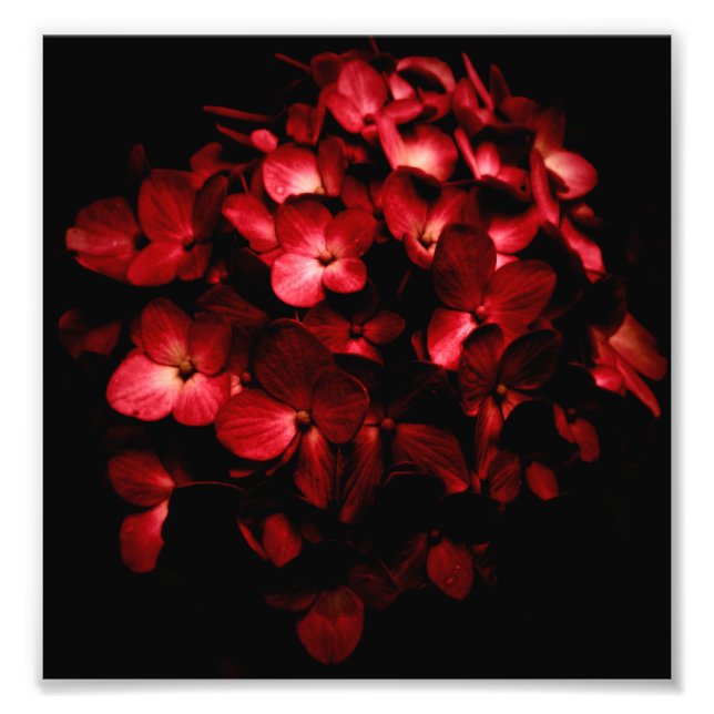 Rote Blume Bouquet im Schwarzen Hintergrund Foto (Vorne)