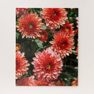 Rote Blume Chrysanthemum