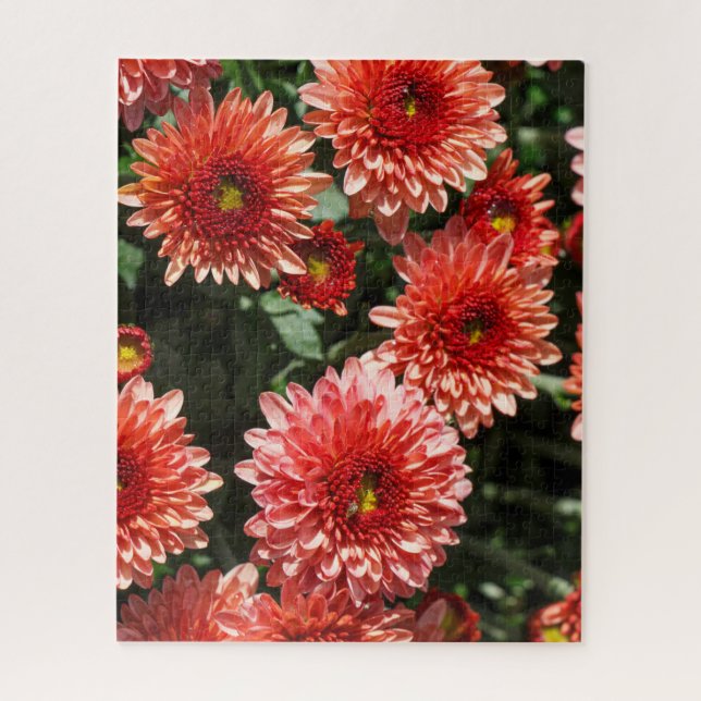 Rote Blume Chrysanthemum (Vertikal)