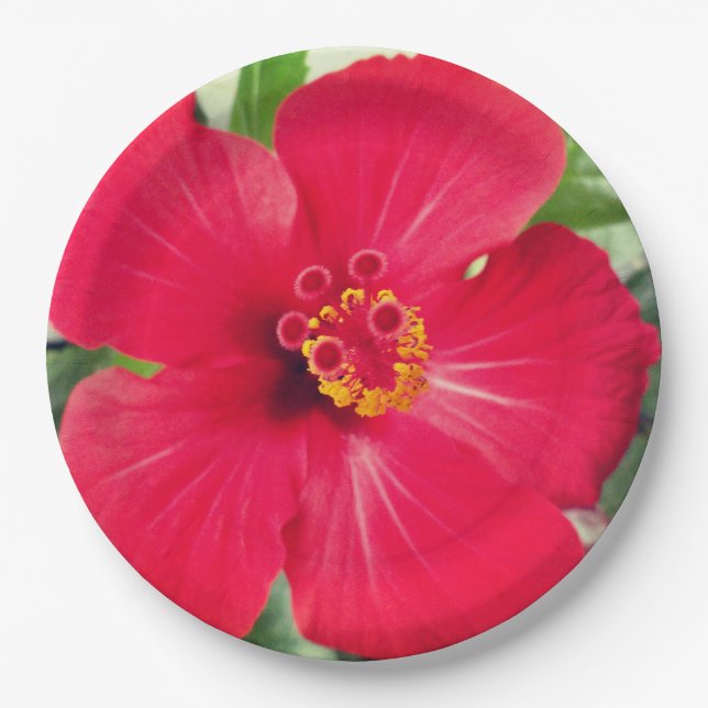Rote Blume des Hibiskus Rosa-sinensis Pappteller (Vorderseite)