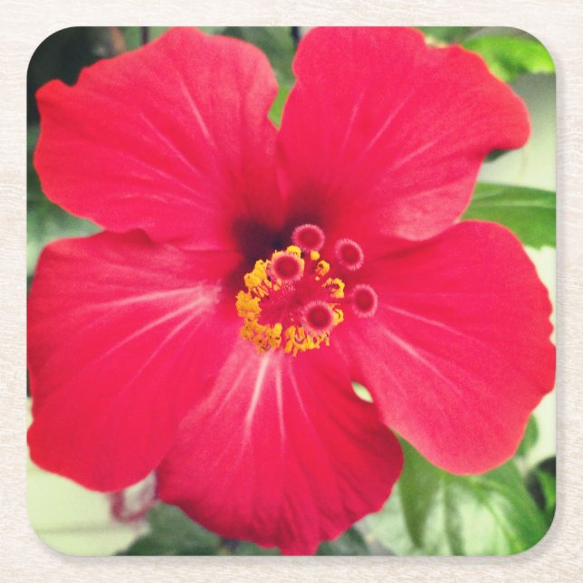 Rote Blume des Hibiskus Rosa-sinensis Rechteckiger Pappuntersetzer (Vorderseite)